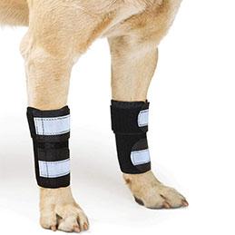 Dog Front Leg Brace